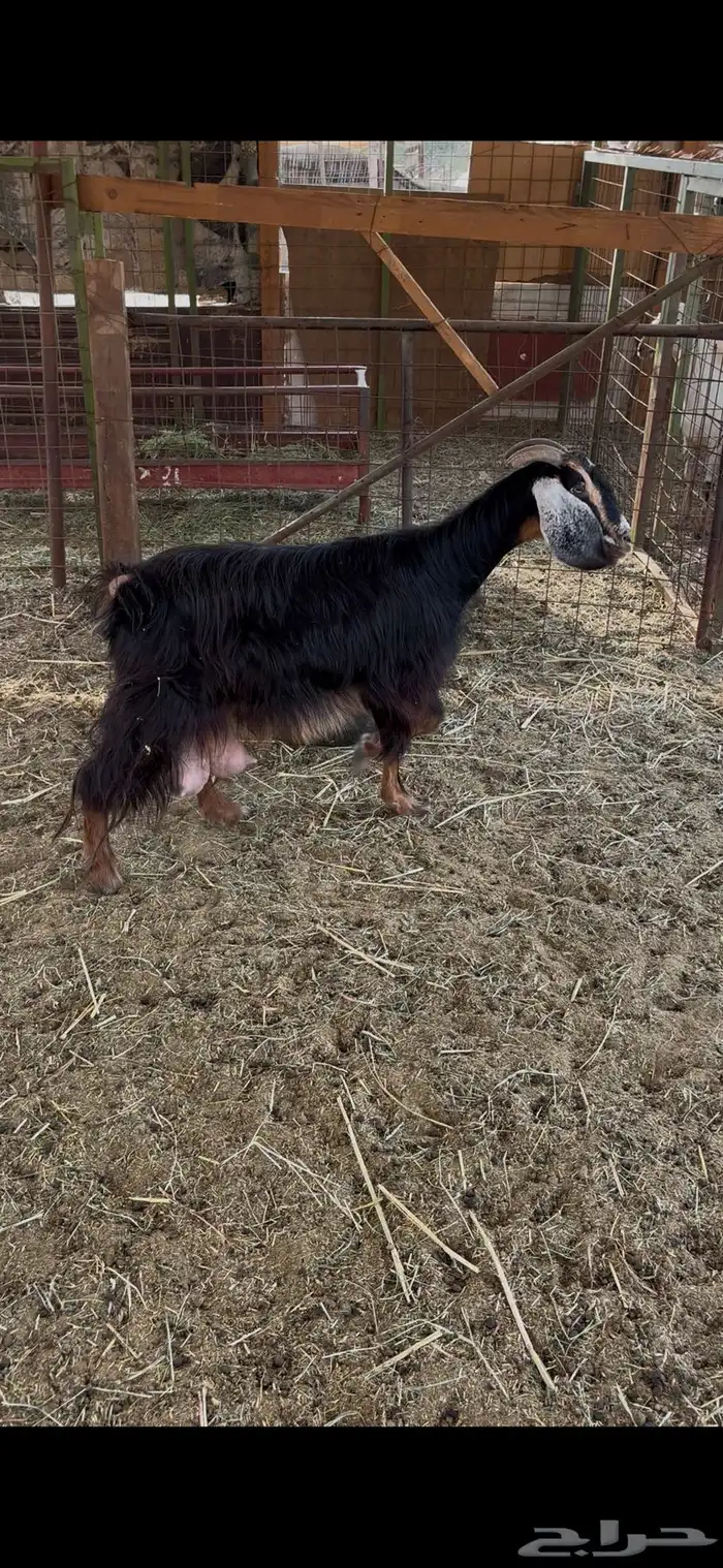 عنز عارضية حليب وافر شرط 1