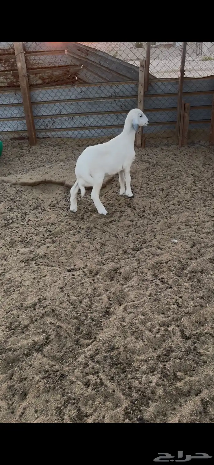 صافة دافع وهرفي ثلاث شهور 1