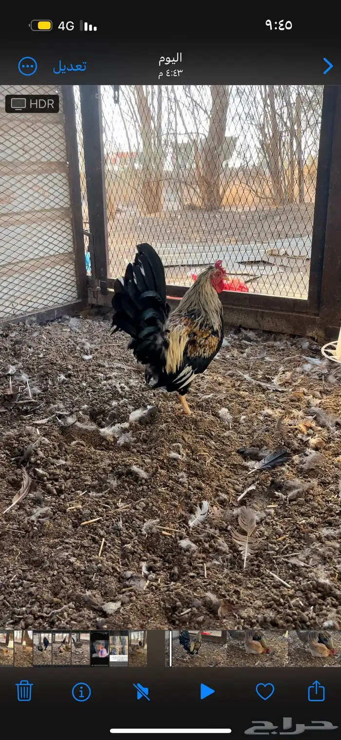 دججاج عربي تراثي افرق ديك ودجاجتين الموقع الفياض 1
