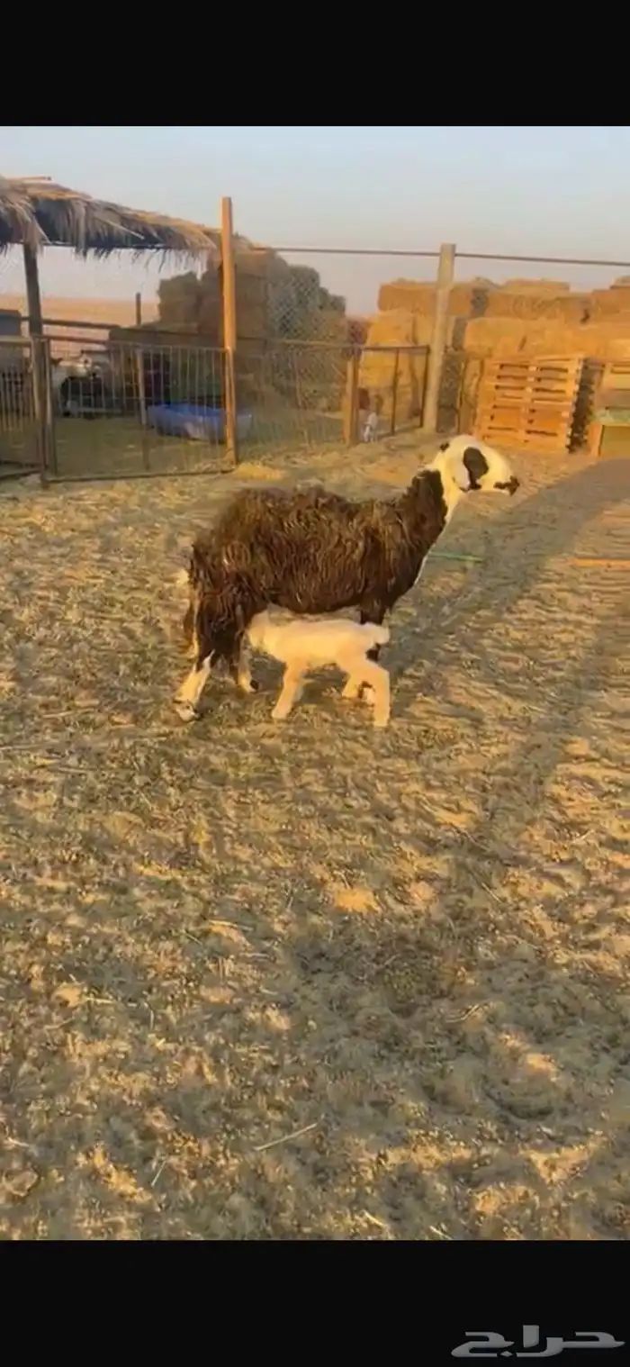 نجديه والد 3