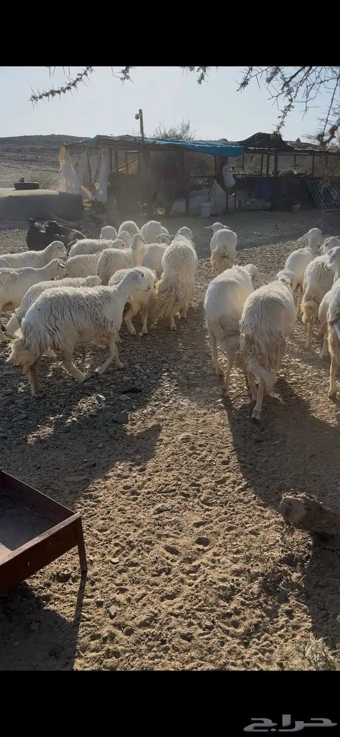 للبيع ضان 10