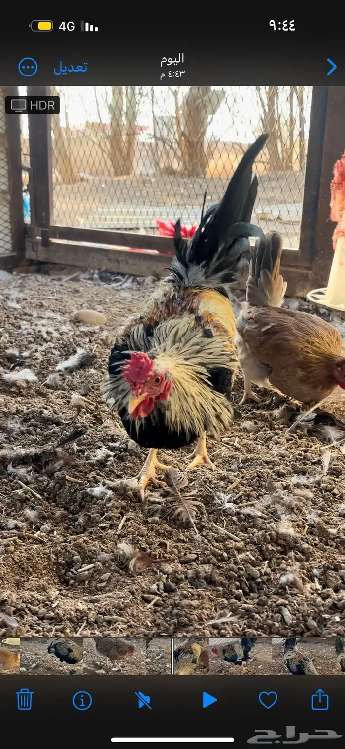 دججاج عربي تراثي افرق ديك ودجاجتين الموقع الفياض 3