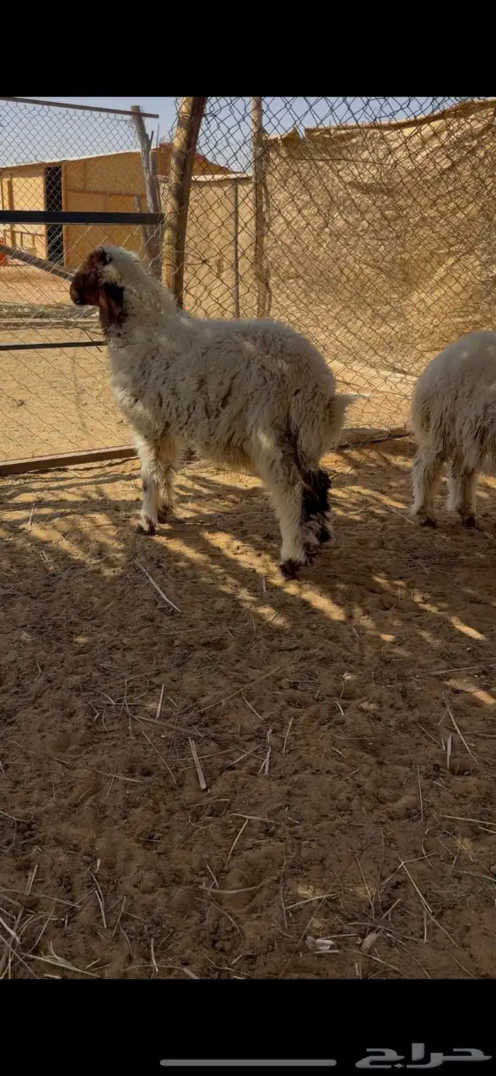 خرفان نعيم هرافا 3