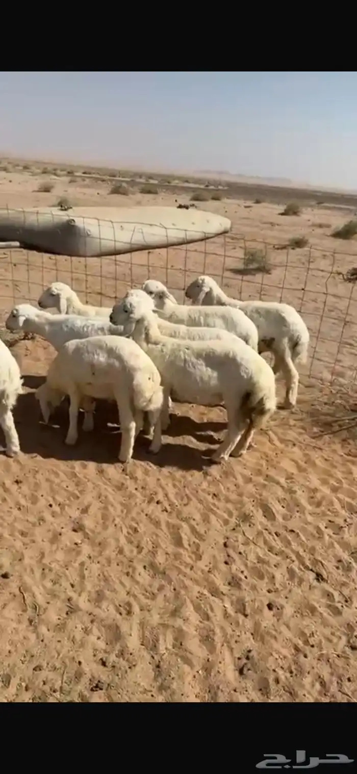 بهم هرافى للبيع العمر ثلاث شهور وطالع 0