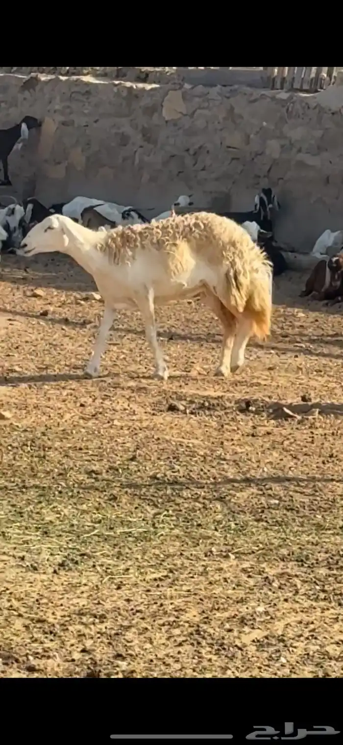 رخله ثنيه صنف   تم البيع 2