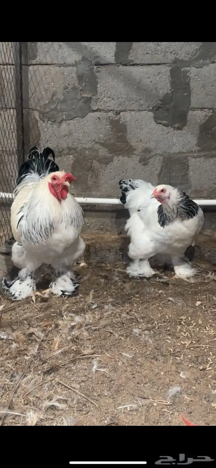 كولومبي كونك عملاق 0