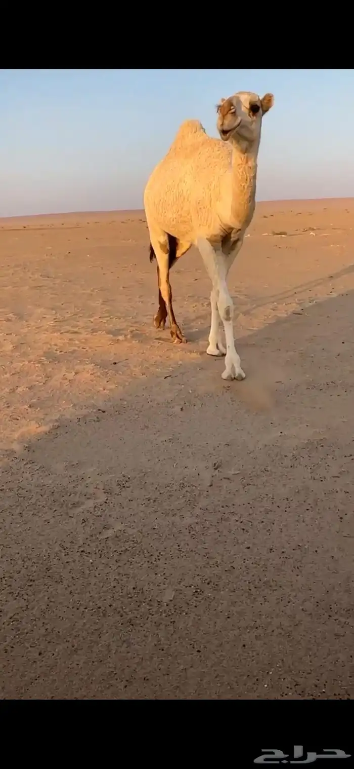 لقحه معها بنتها 1