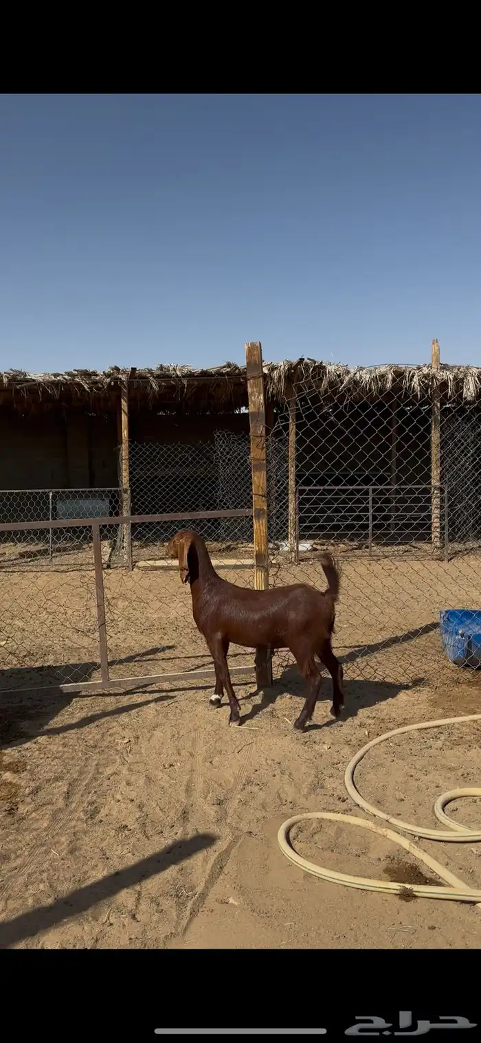 جذعة مقنوي طيبه معزا الخرج 3