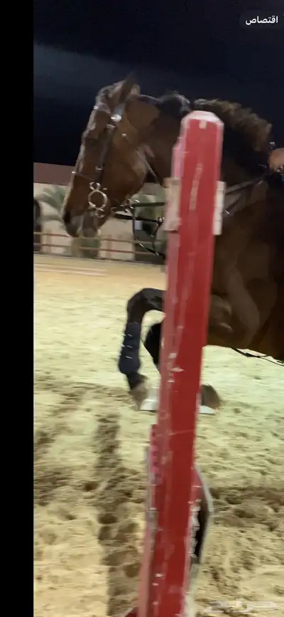 عدة ركوب خيل كامله index