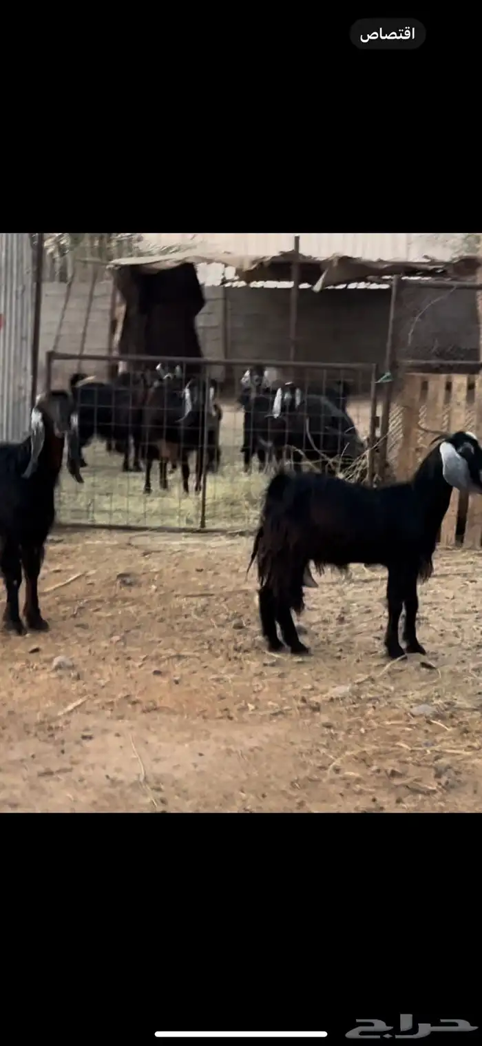 معزا حليب مبيوعه عياله تم البيع 1