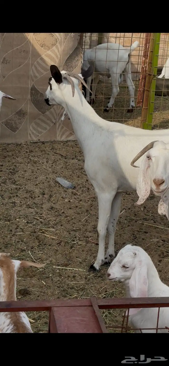 عنز بيشيه رباع كحلا فاخره صنف 2