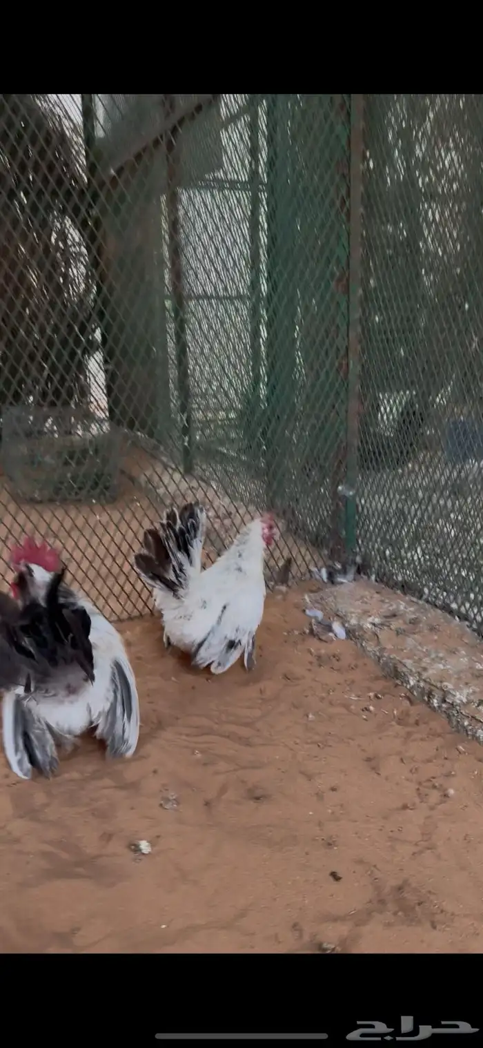دجاج جبنيز مسحب زاحف 0