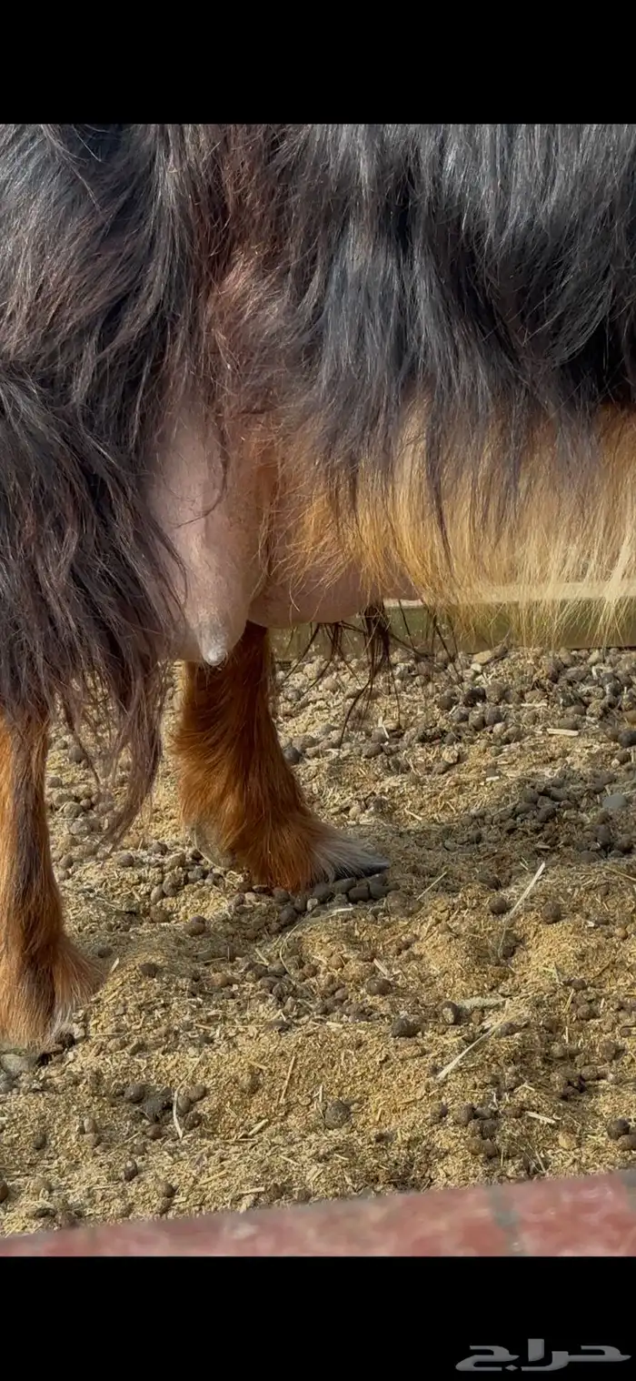 عنز عارضية حليب وافر شرط 2