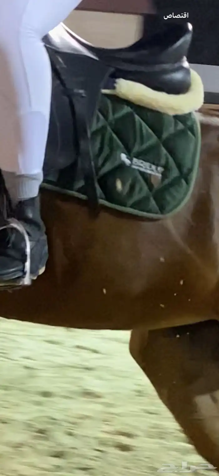 عدة ركوب خيل كامله 0