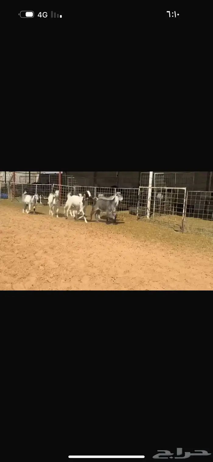 عرض جفرات بالفحل 5