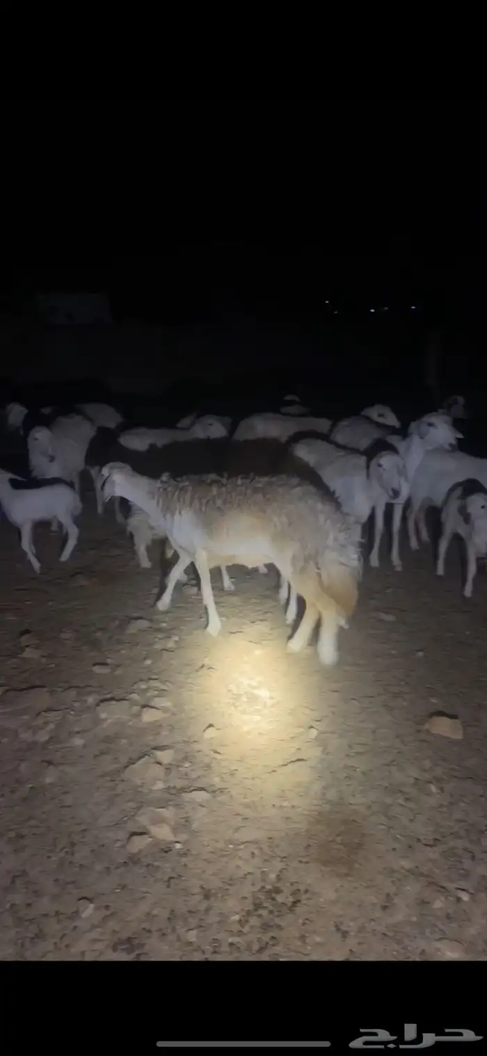 رخله ثنيه صنف   تم البيع 3