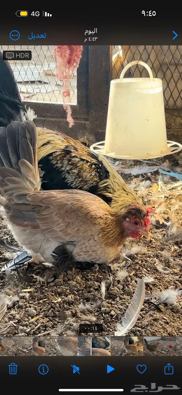 دججاج عربي تراثي افرق ديك ودجاجتين الموقع الفياض 0