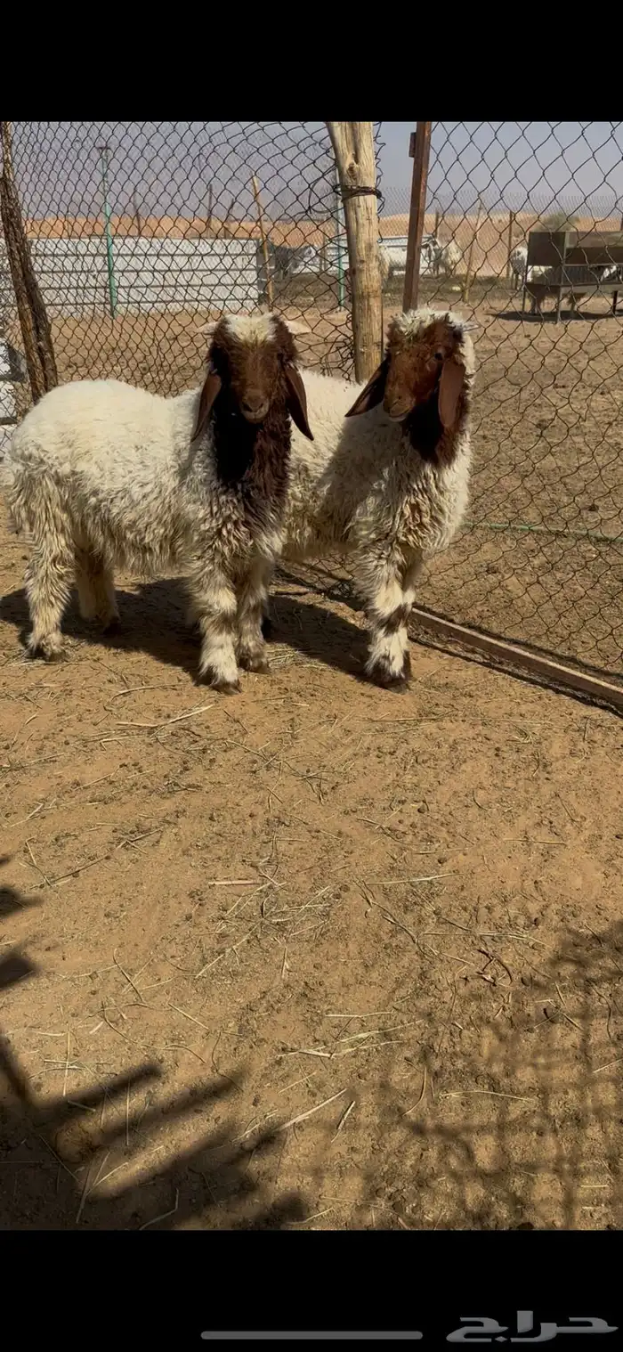 خرفان نعيم هرافا 0