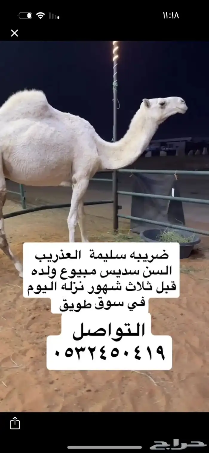 ضريبه وضحا 0