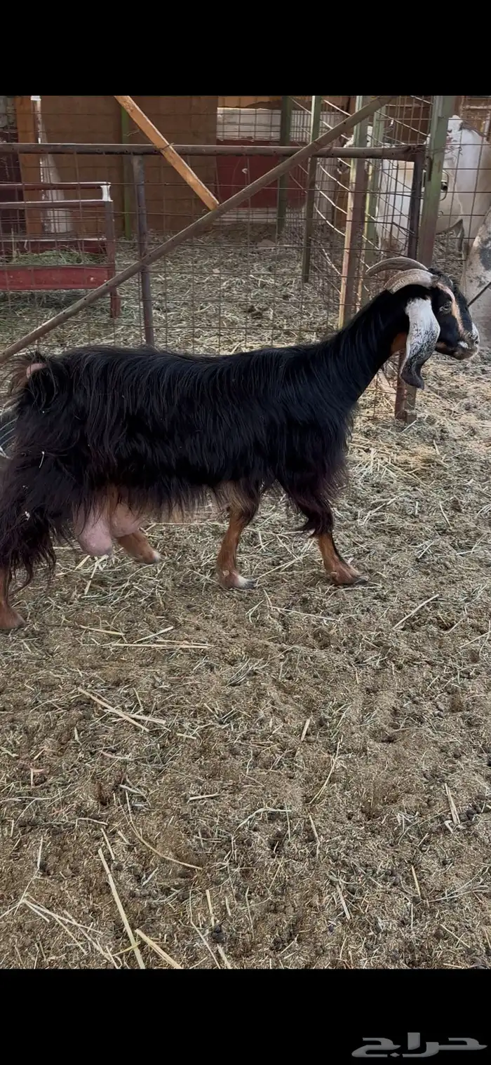 عنز عارضية حليب وافر شرط 0