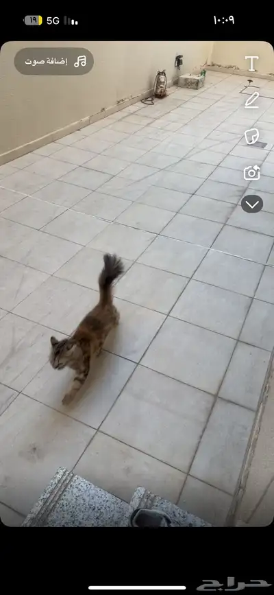 قطة ضايعه index