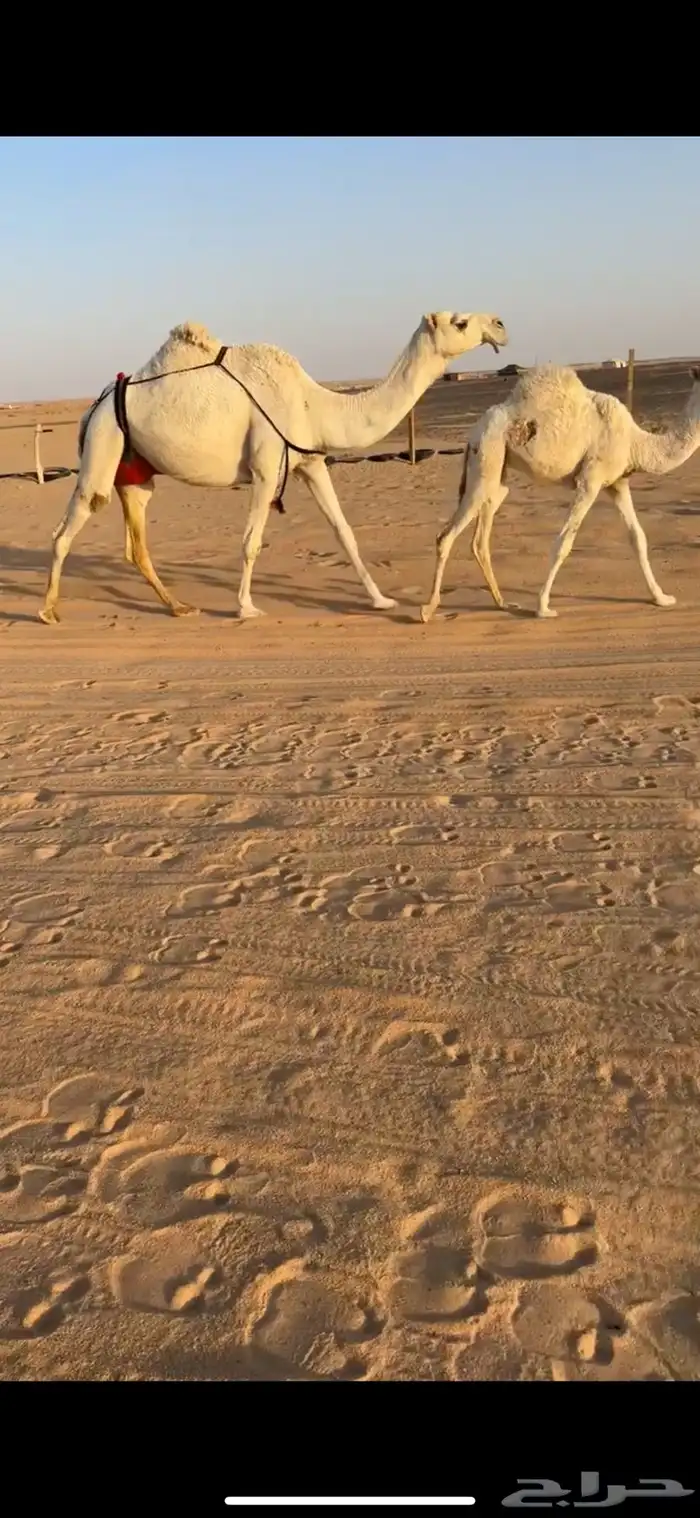 عشراء رمانية كفو 1