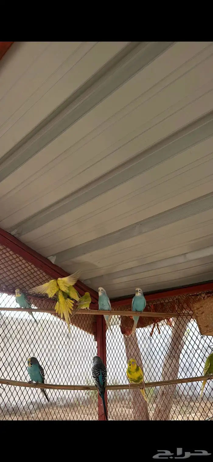 طيور الحب للبيع 0