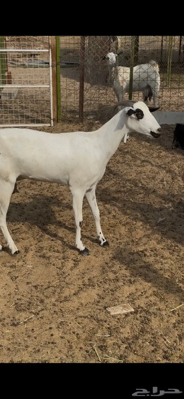 عنز بيشيه رباع كحلا فاخره صنف 1