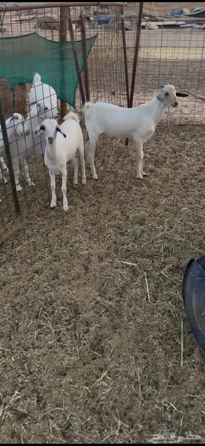 ذبيحه تيس وجفره تم البيع 0