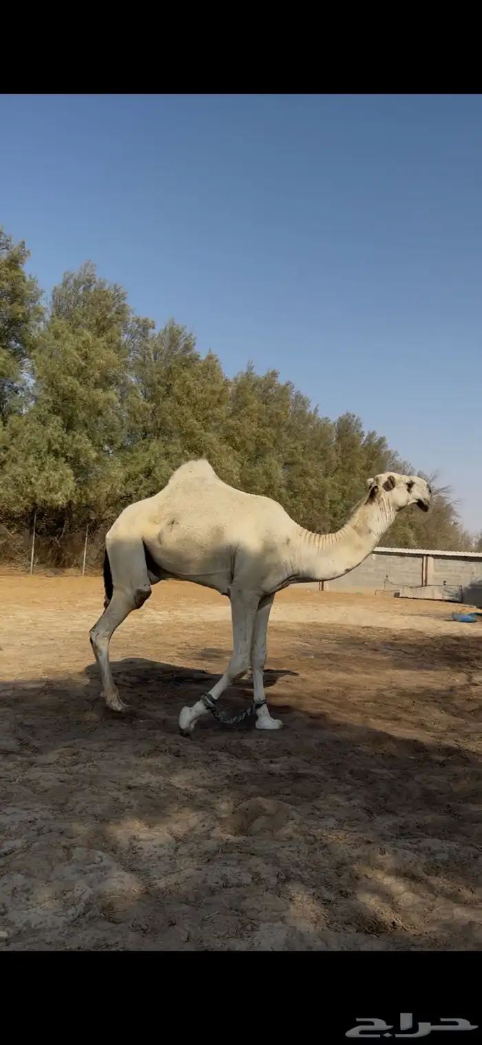 للبيع فحل قعود على بعير الزايدي ابن الشيخ 2