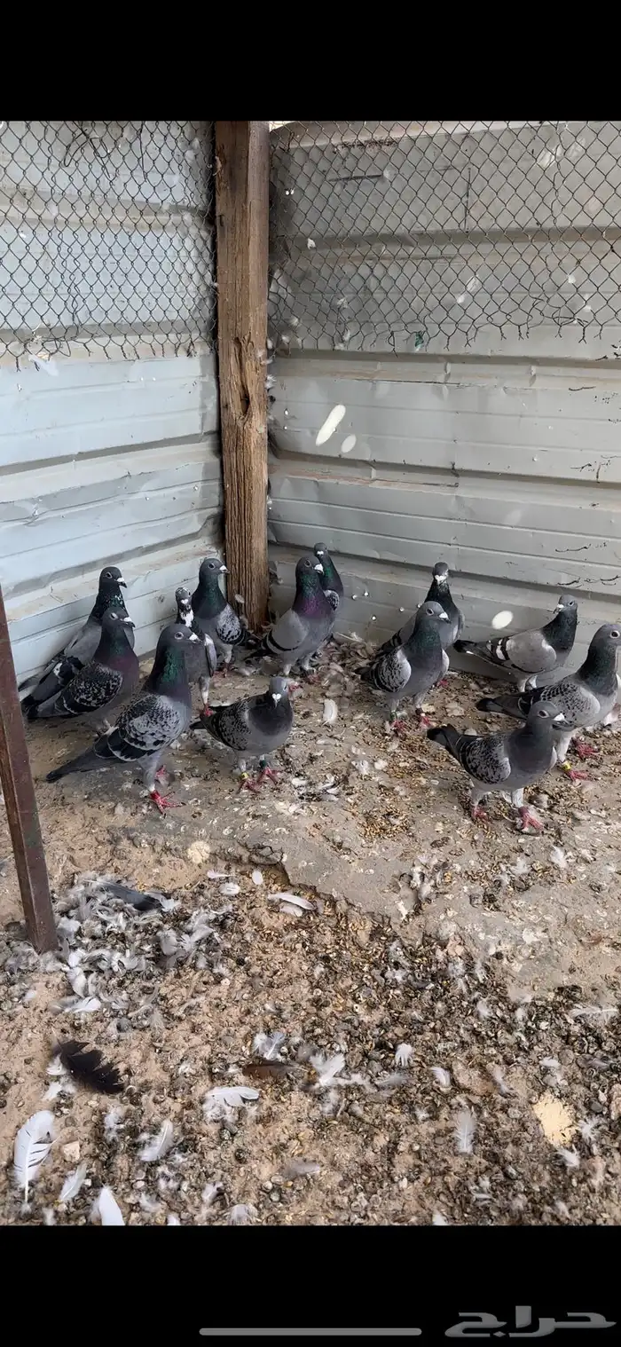 حمام زاجل طيب 6