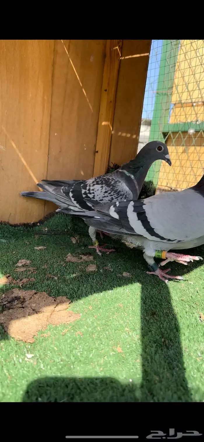 حمام زاجل طيب 4