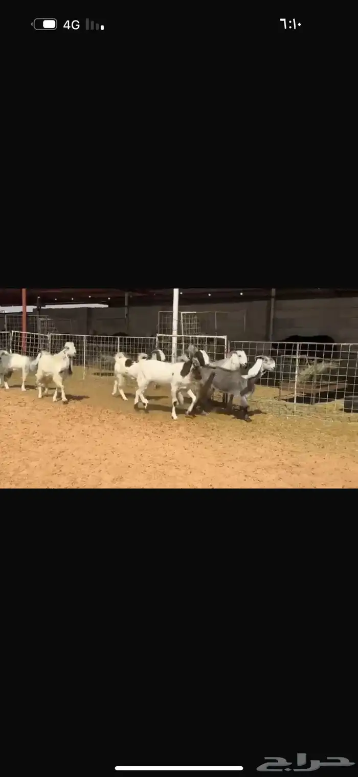 عرض جفرات بالفحل 4