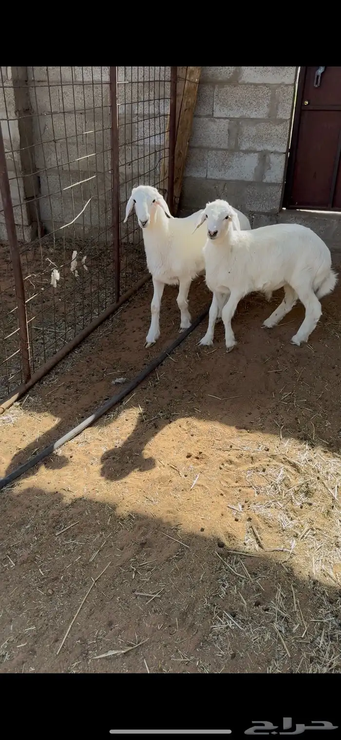 ذبايح حري لباني من انتاج المزرعه البيع تفريد 0