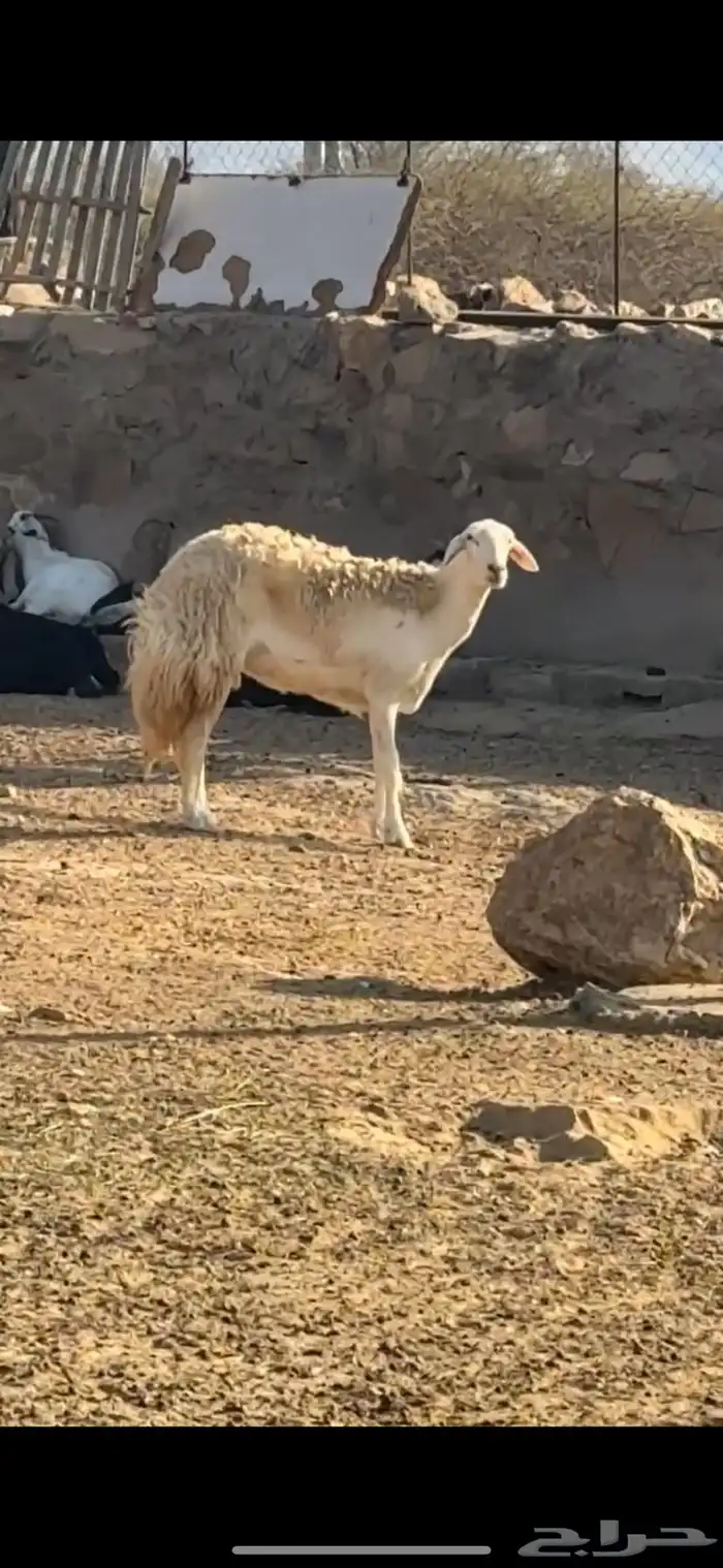 رخله ثنيه صنف   تم البيع 0