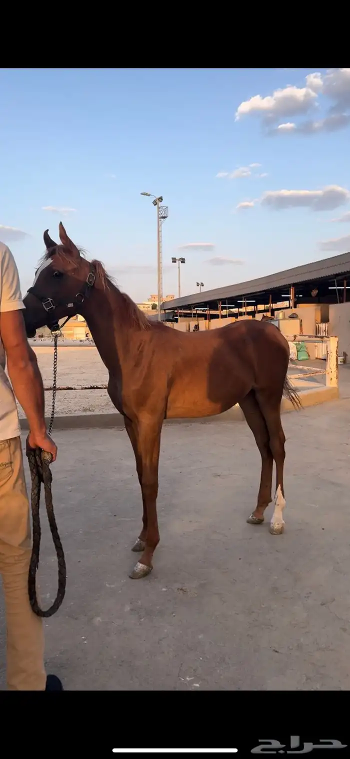 مهر بوراق البيع مستعجل 1