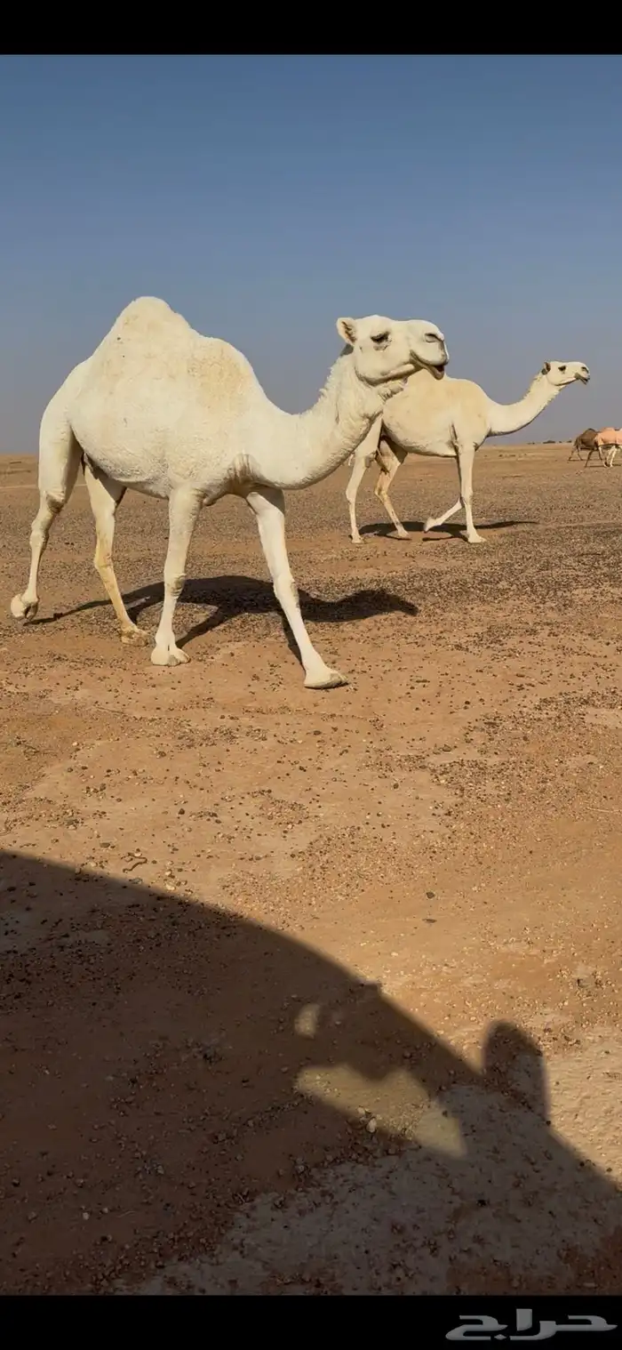 عفرا ثنو معشر 0