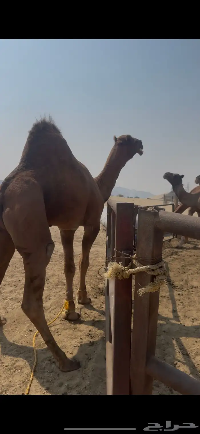 فحل ساحلي ثني تم البيع 1