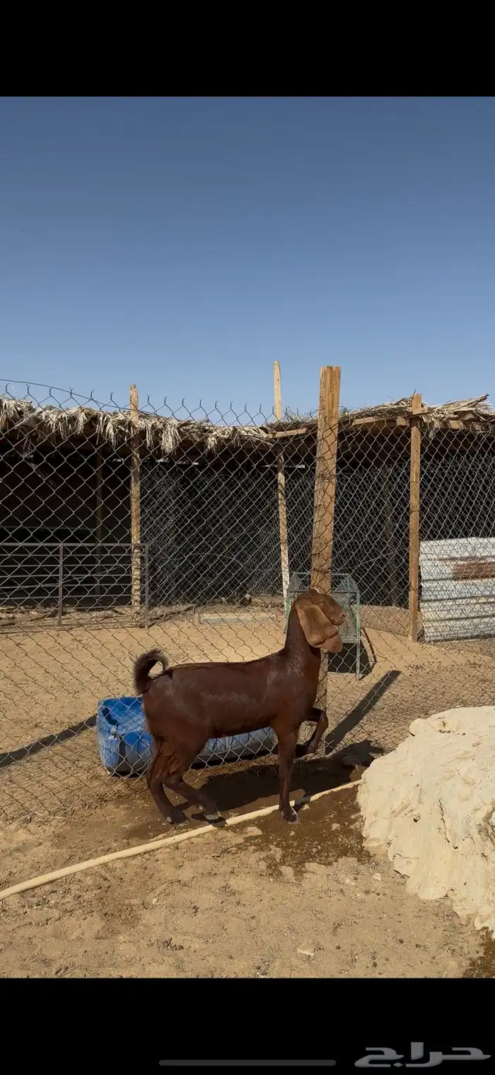 جذعة مقنوي طيبه معزا الخرج 2