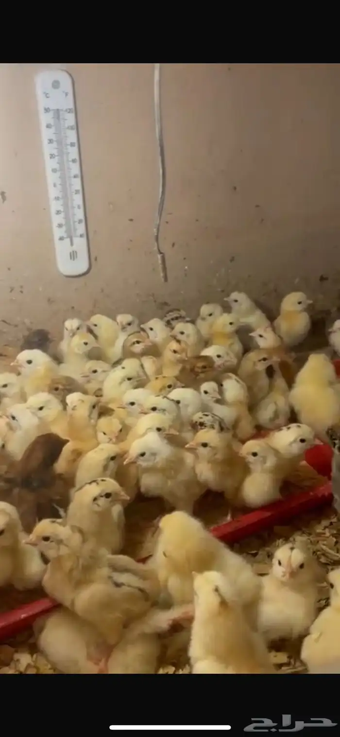 صيصان دجاج بلدي فواتح 1