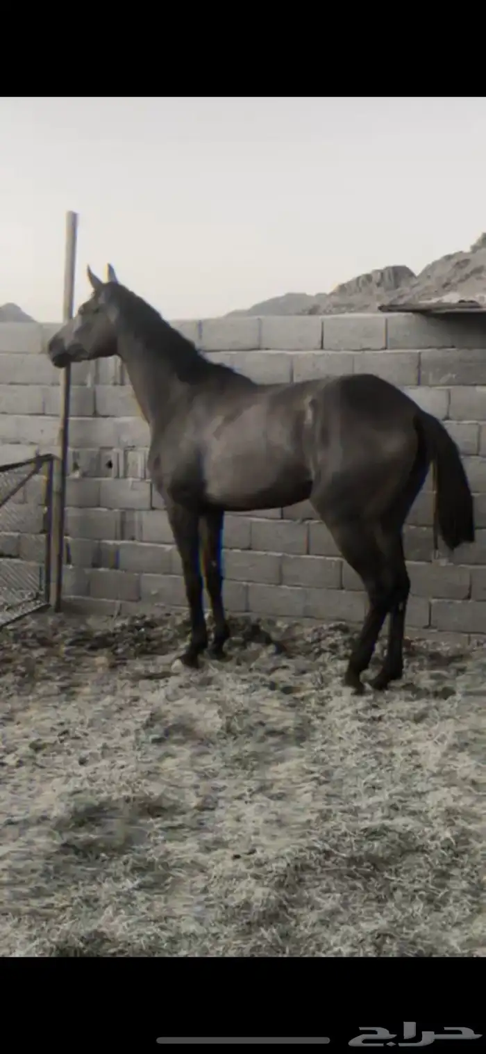 للبيع فرس 0