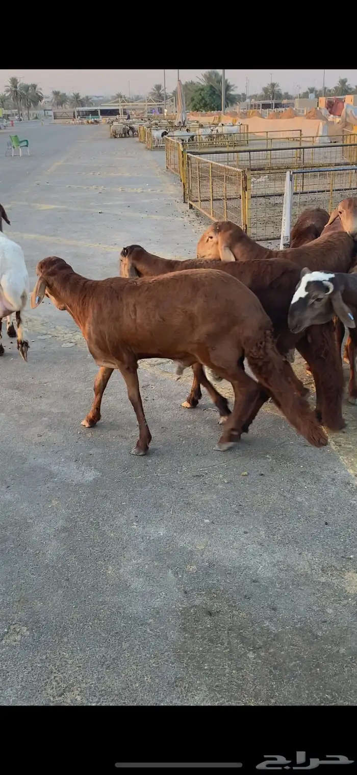 ساكني ذبايح 2