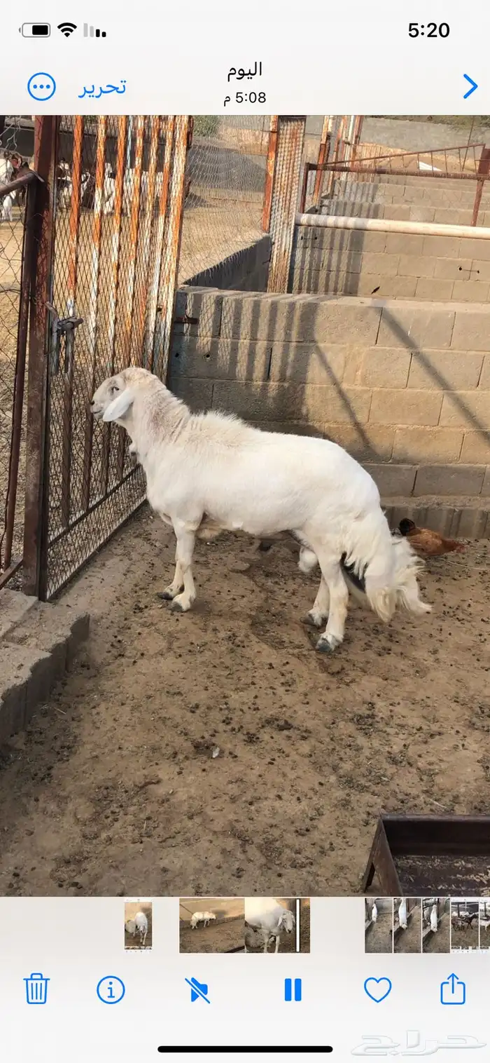 فحل ضان مشروط 3