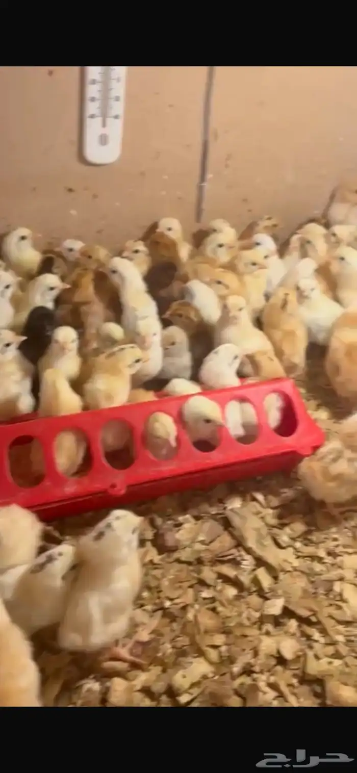 صيصان دجاج بلدي فواتح 3