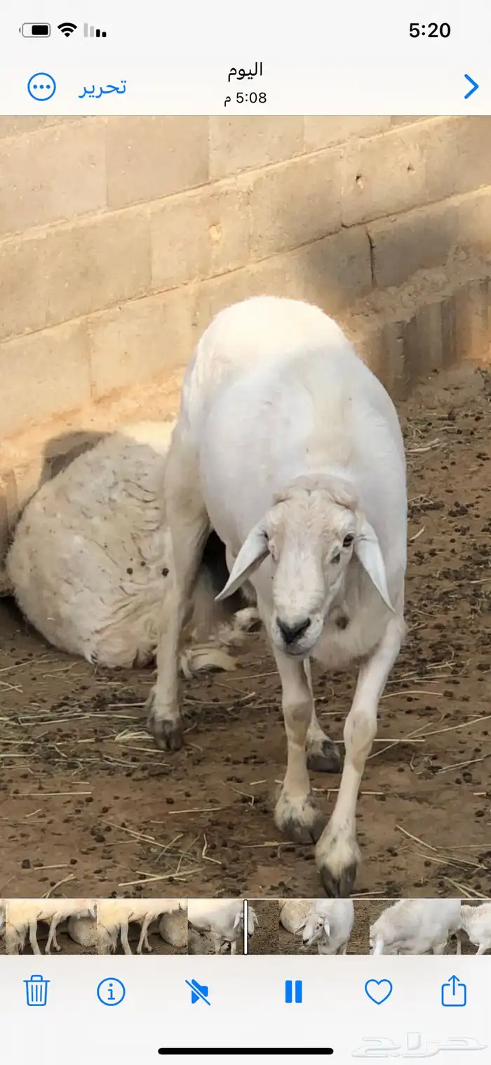 فحل ضان مشروط 0