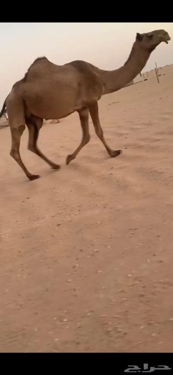 لقحه بتلاقي ثنو شعلا 1