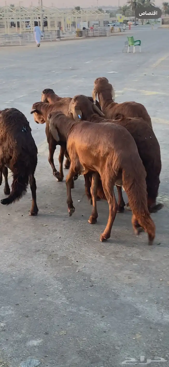 ساكني ذبايح 0