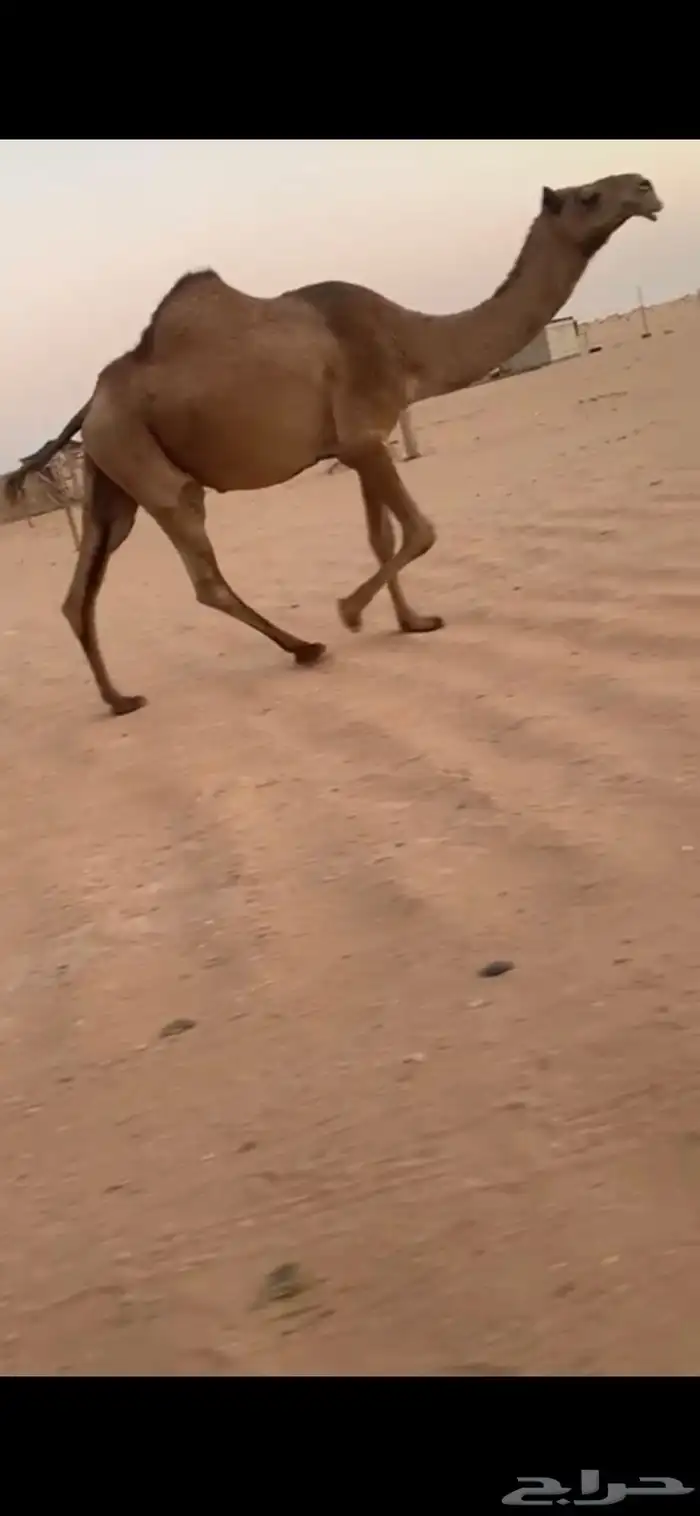 لقحه بتلاقي ثنو شعلا 3