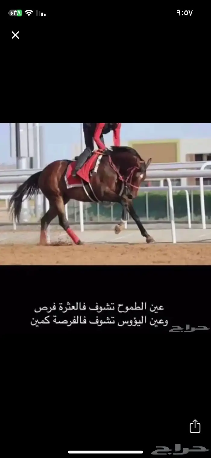 عسافه خيل 0