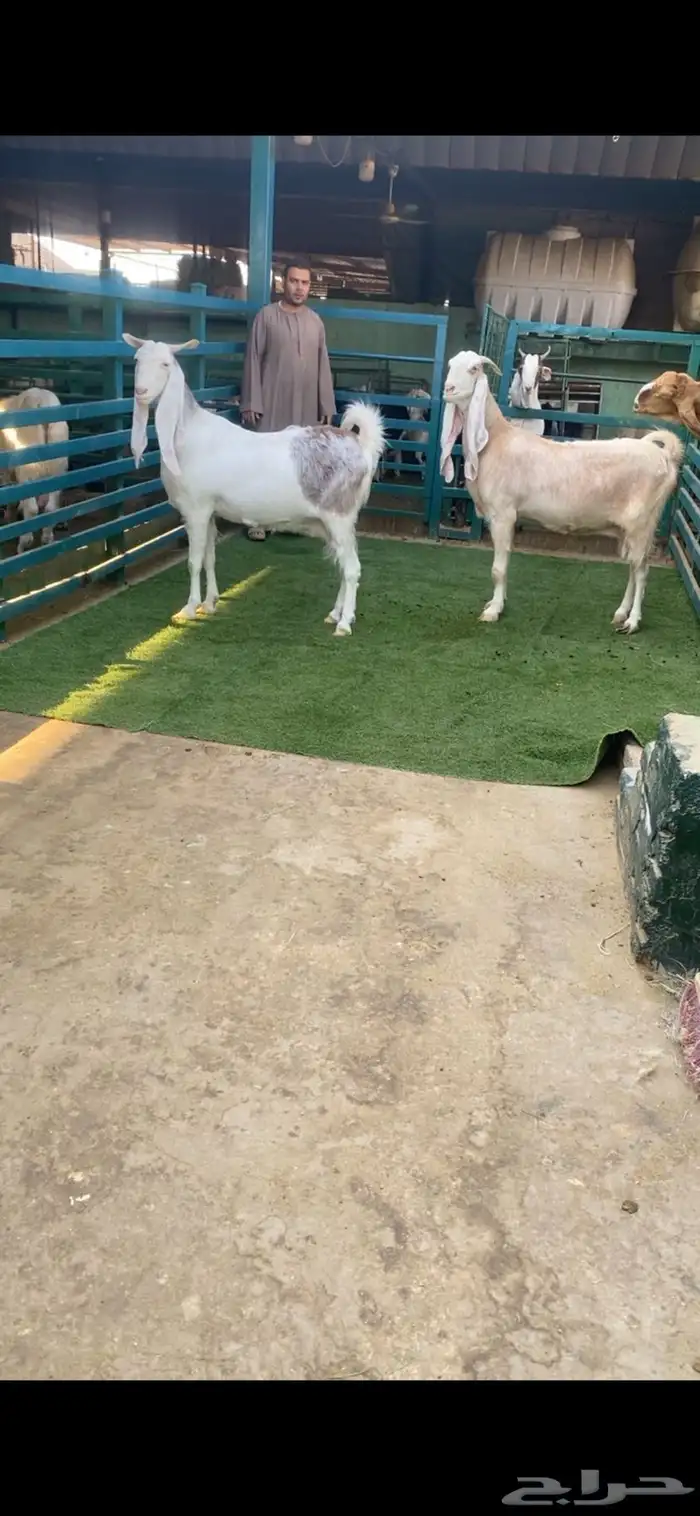 جروم فاخره قريبات يولدن 1